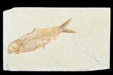 Detailed Fossil Fish (Knightia) - Wyoming #176350-1